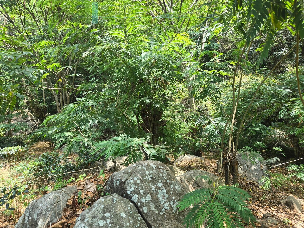 Unique hill-country development plot with tea garden