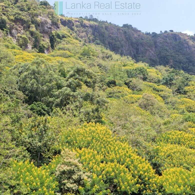 Unique hill-country development plot with tea garden