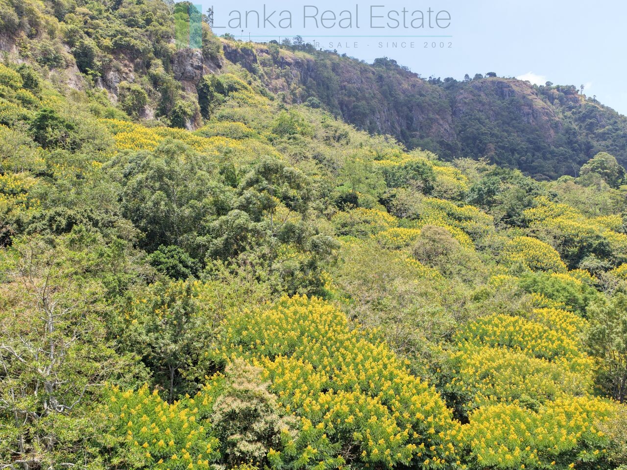 Unique hill-country development plot with tea garden
