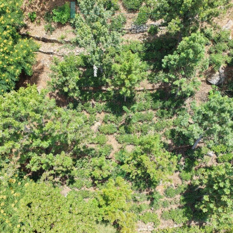 Unique hill-country development plot with tea garden
