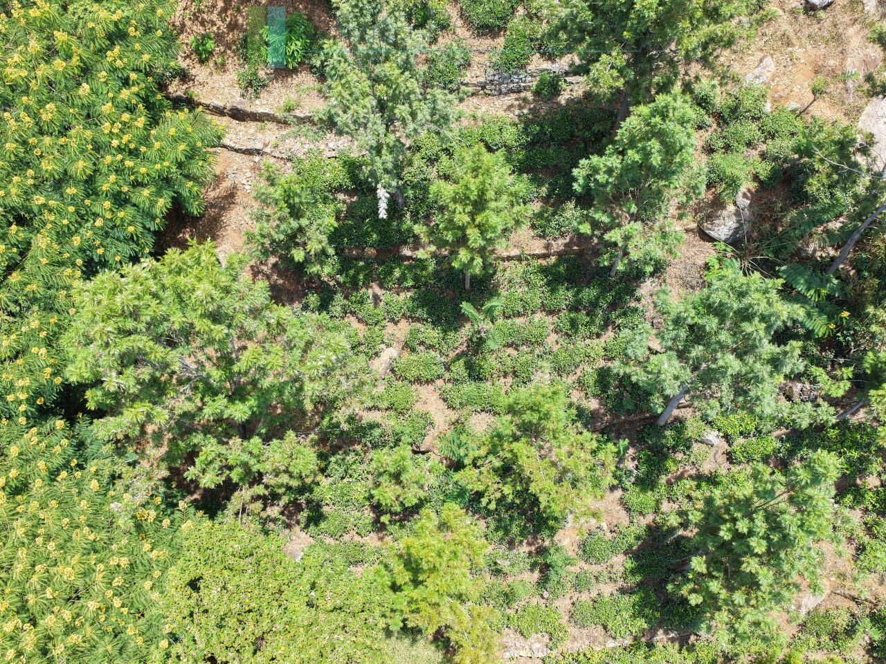 Unique hill-country development plot with tea garden