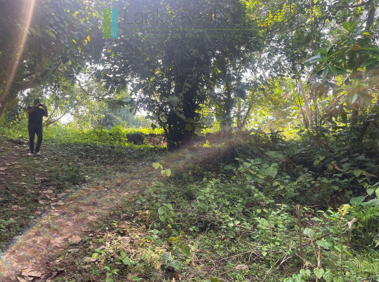 Elevated lakefront land near Galle