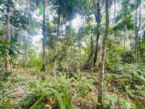 Large elevated plot in Habaraduwa