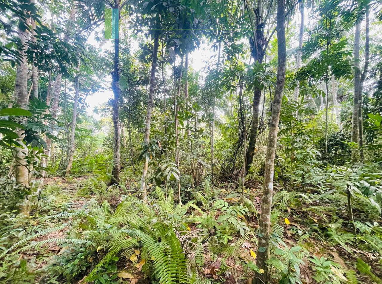 Large elevated plot in Habaraduwa