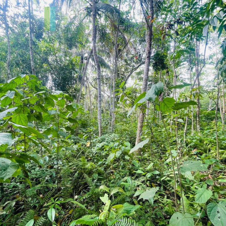 Large elevated plot in Habaraduwa