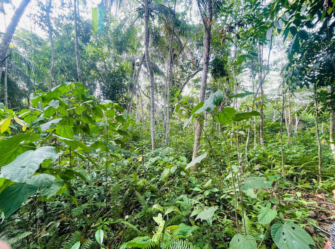 Large elevated plot in Habaraduwa