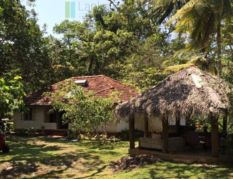 Organic tea estate with bungalow near Galle