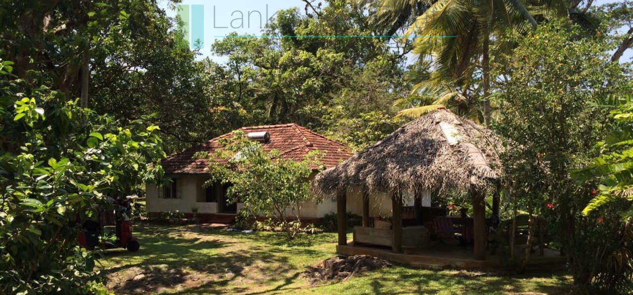 Organic tea estate with bungalow near Galle