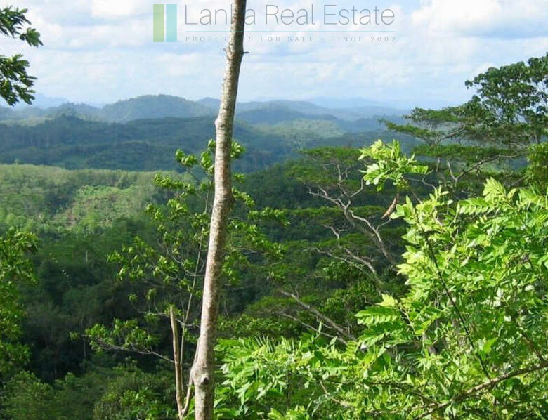 Organic tea estate with bungalow near Galle