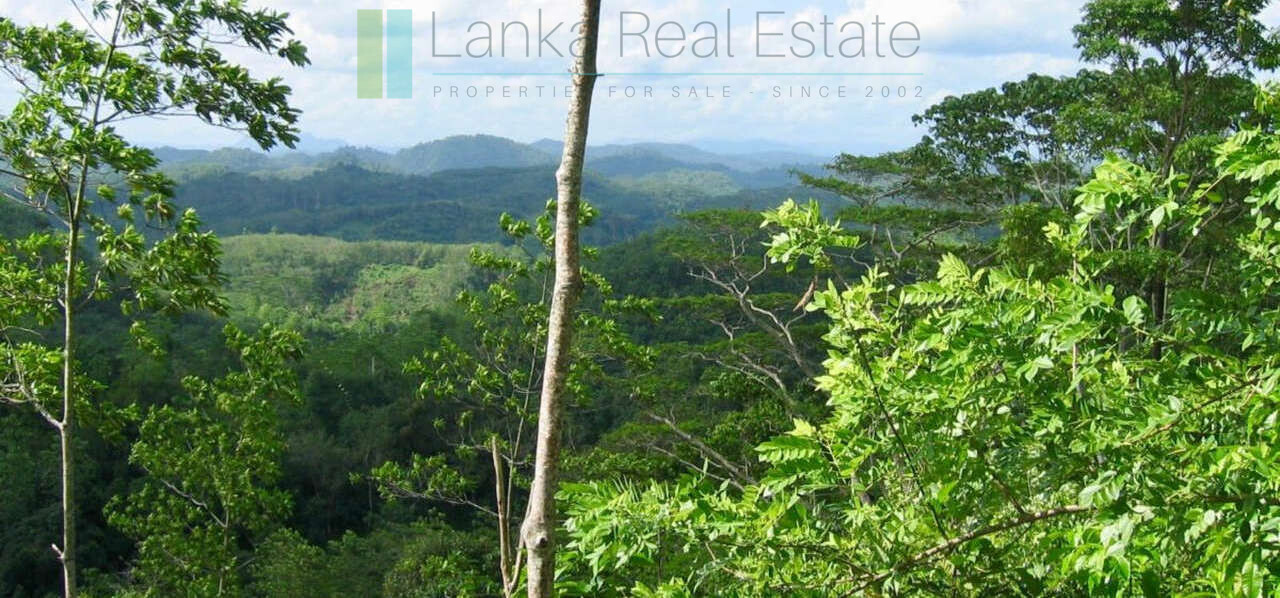 Organic tea estate with bungalow near Galle