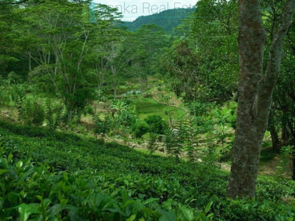 Organic tea estate with bungalow near Galle