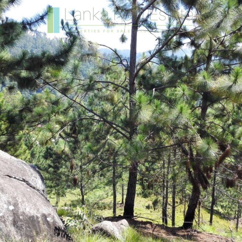 Superb ten acres in Ella with luxury resort concept plans