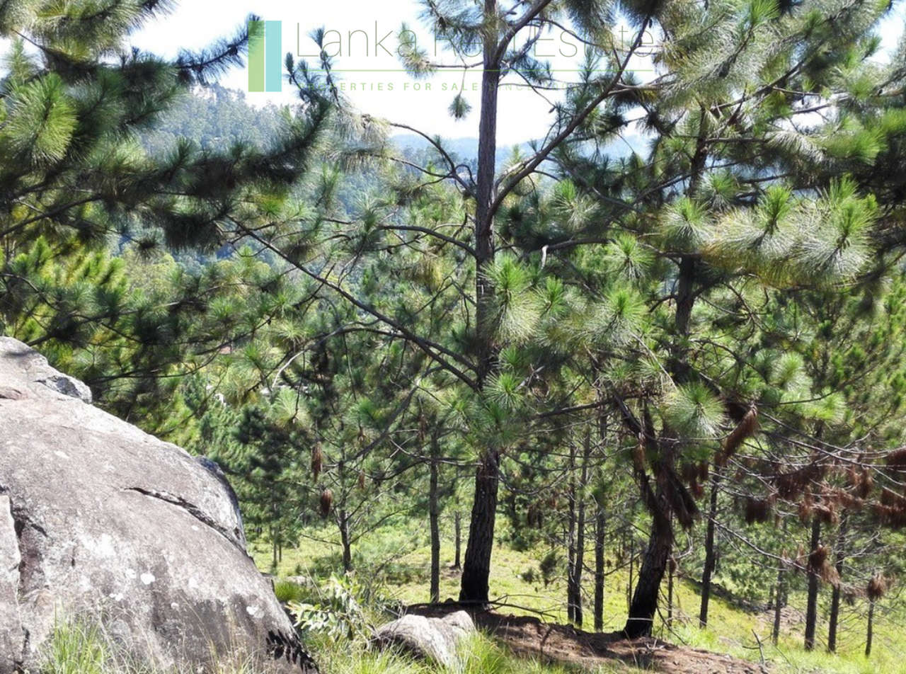 Superb ten acres in Ella with luxury resort concept plans