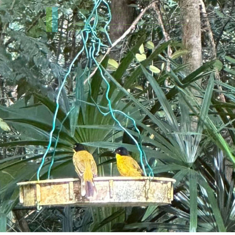 Turnkey tropical paradise near Tangalle