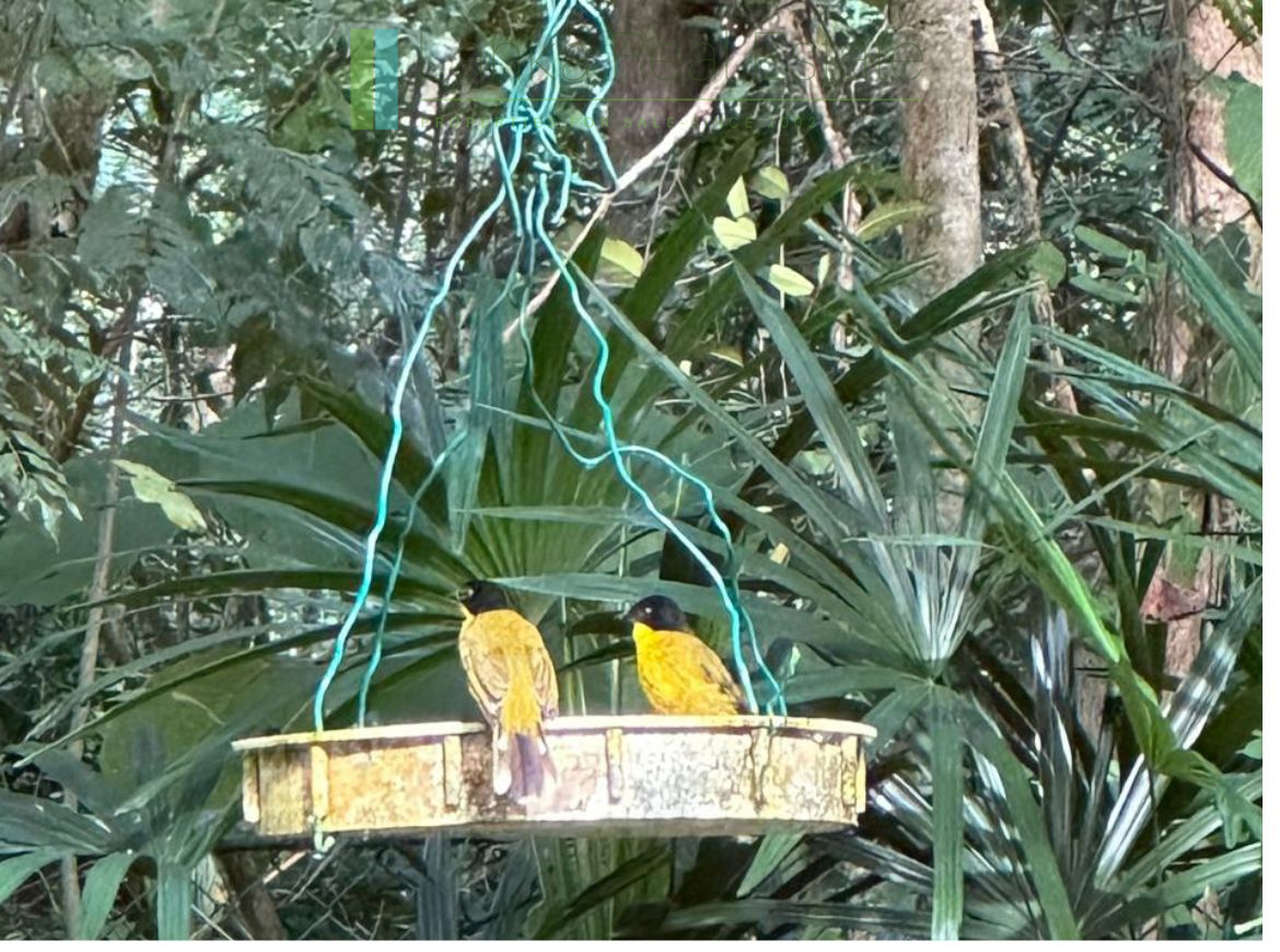 Turnkey tropical paradise near Tangalle