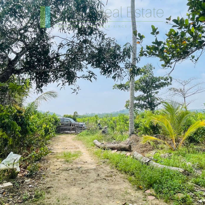 Elevated land overlooking own paddy fields