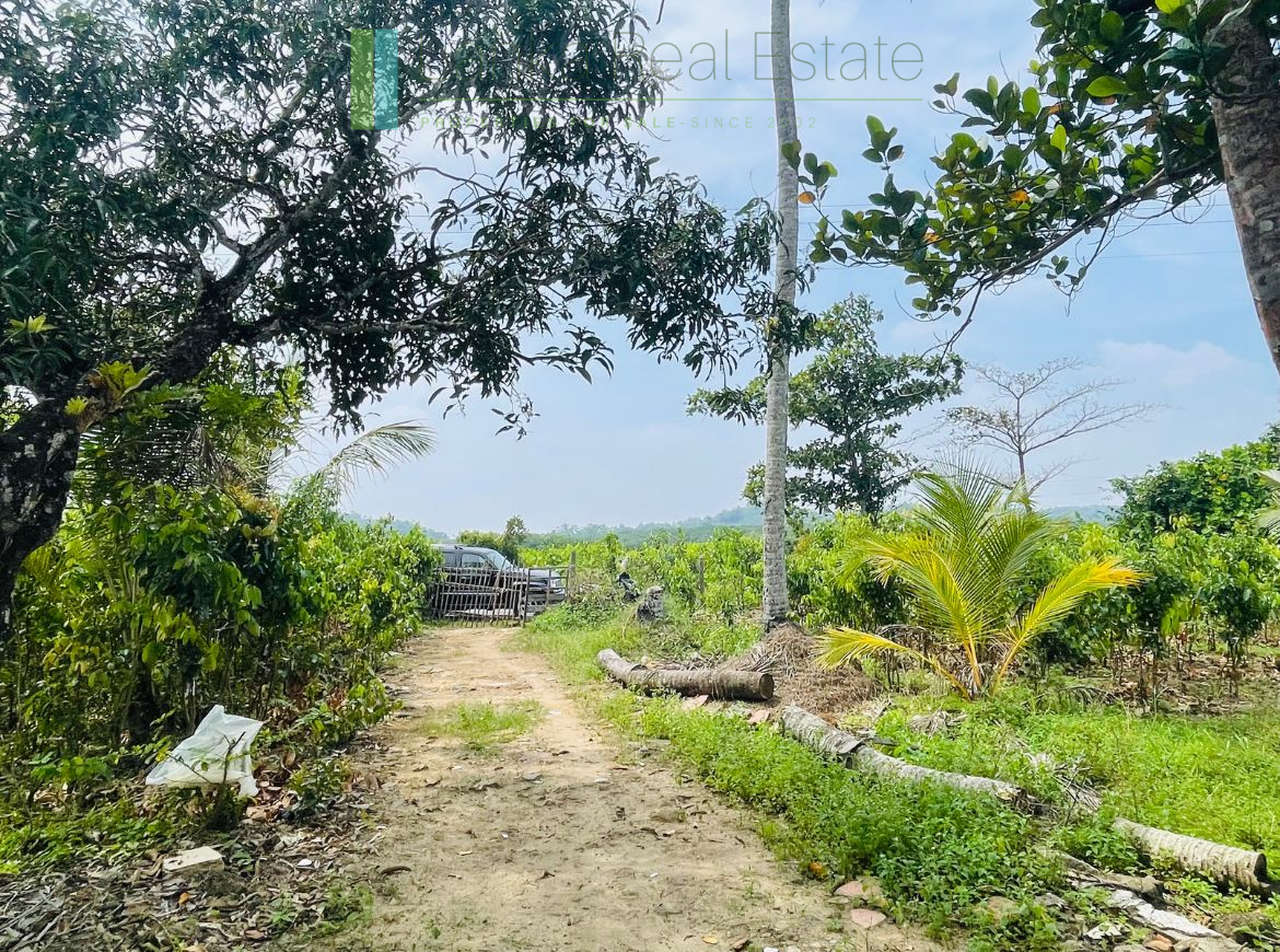Elevated land overlooking own paddy fields