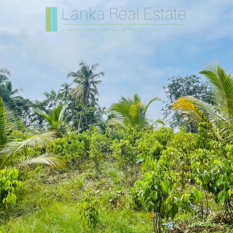 Elevated land overlooking own paddy fields