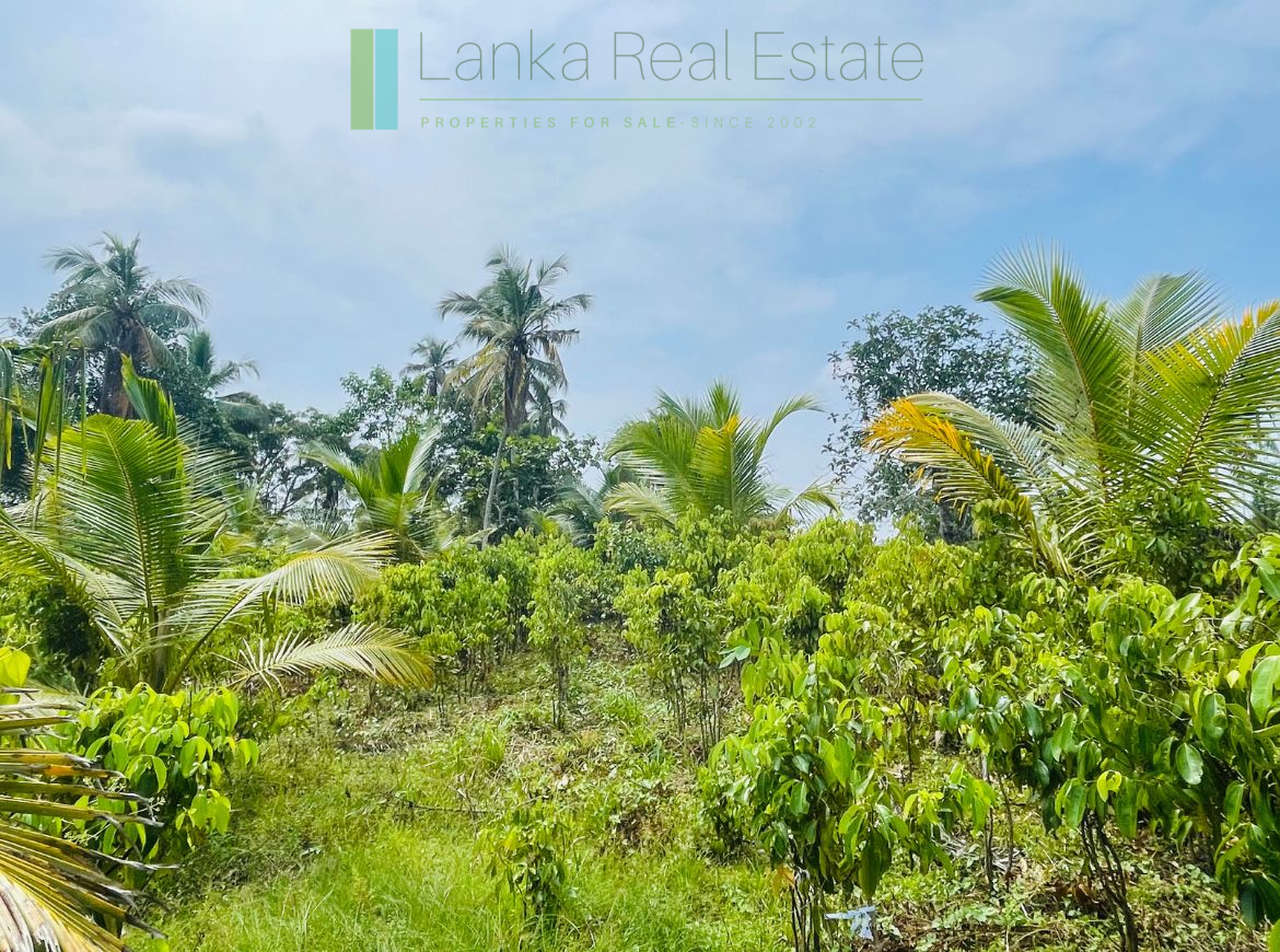 Elevated land overlooking own paddy fields