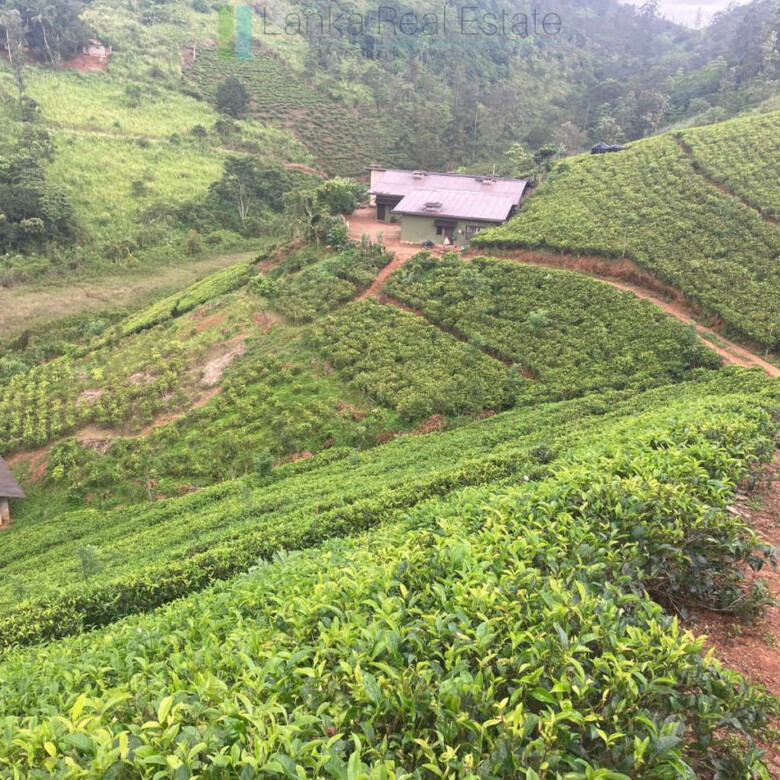 Working diversified plantation near Ulapane
