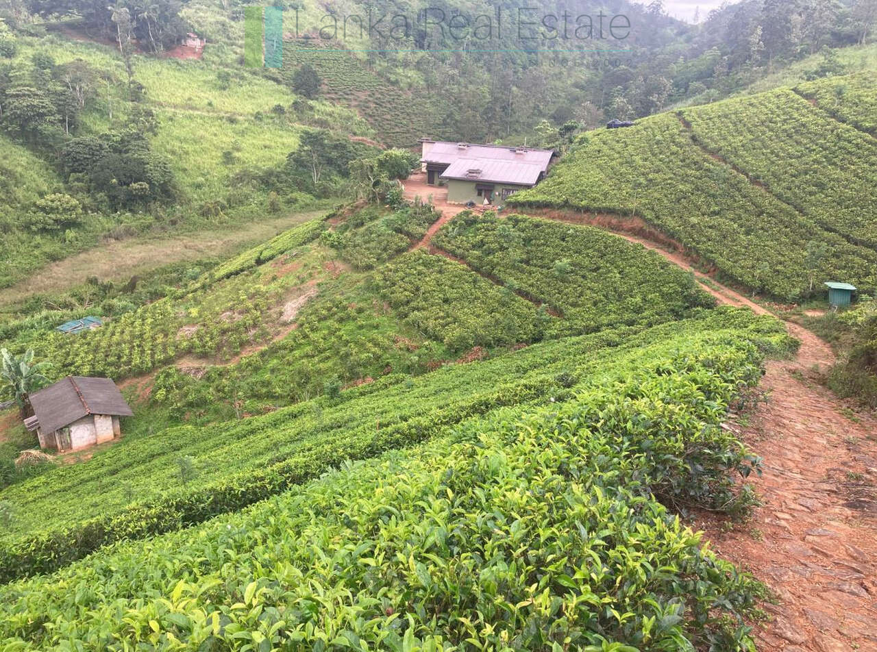 Working diversified plantation near Ulapane