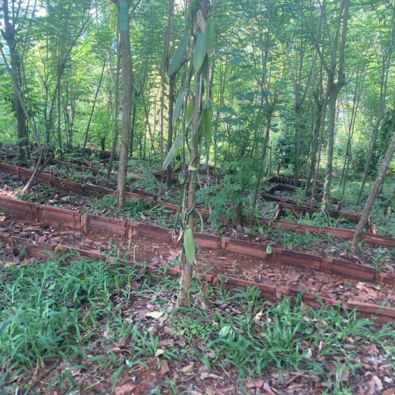Working diversified plantation near Ulapane