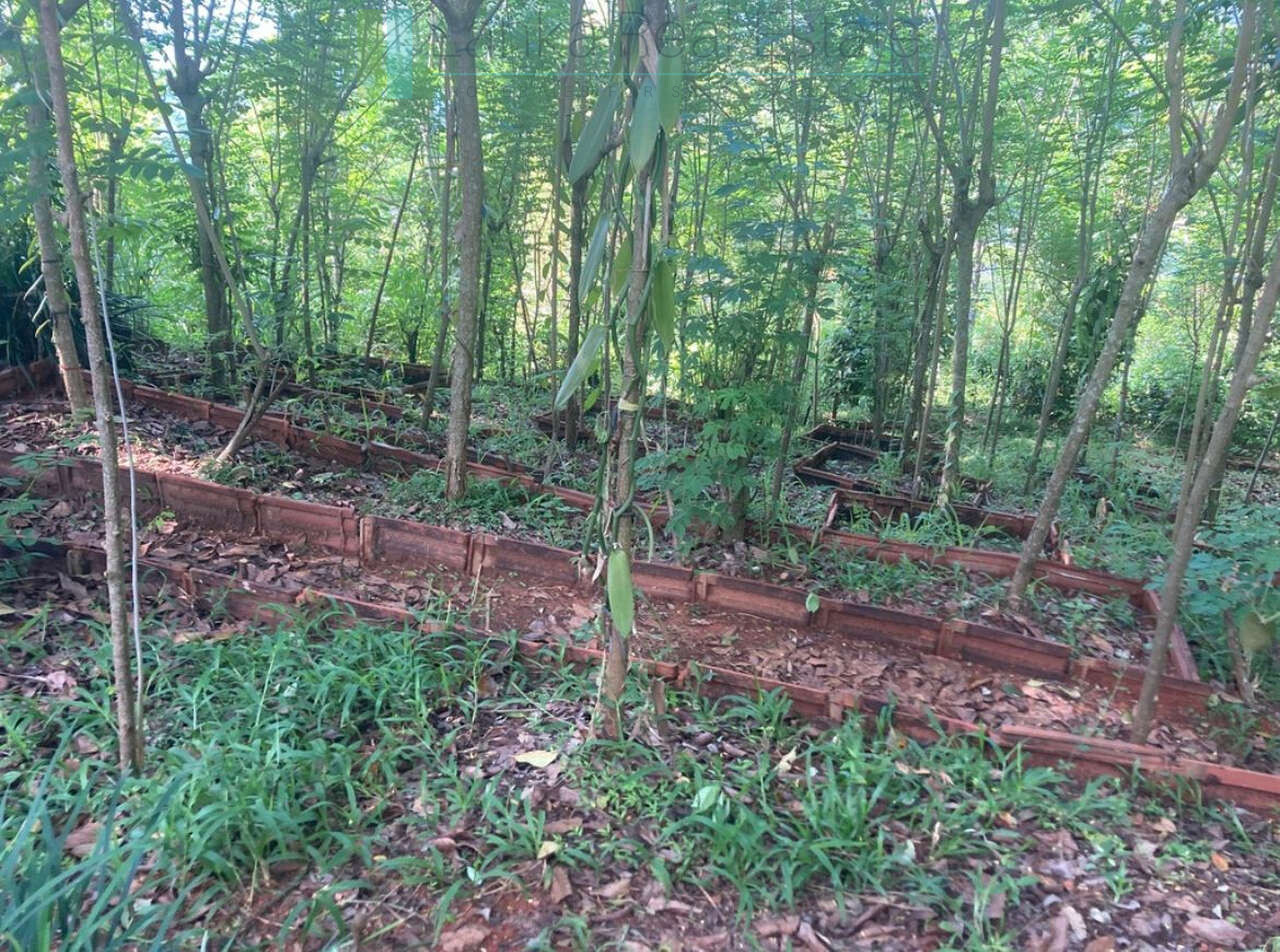 Working diversified plantation near Ulapane