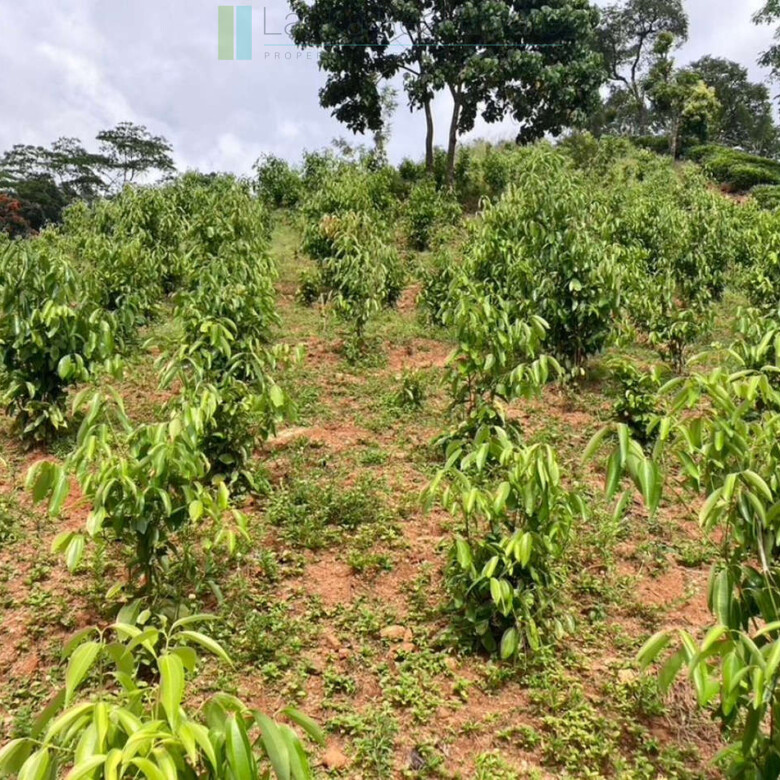 Working diversified plantation near Ulapane