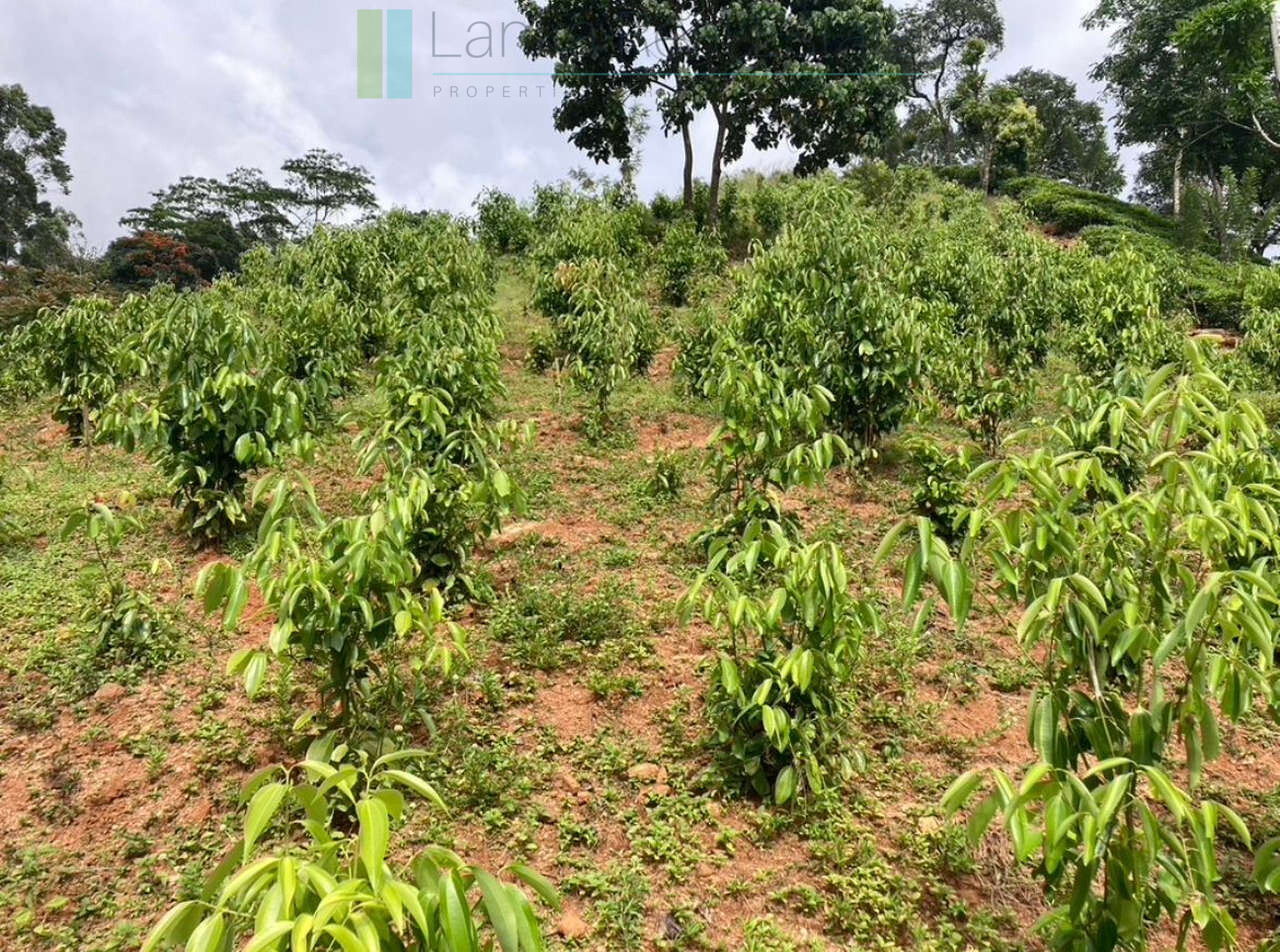 Working diversified plantation near Ulapane