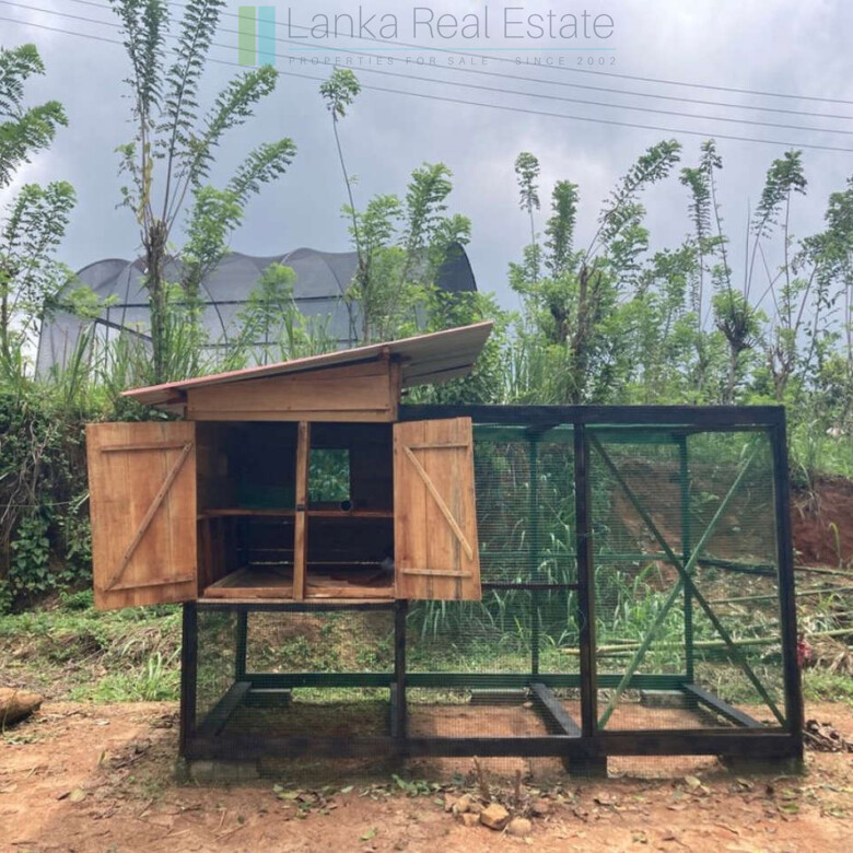 Working diversified plantation near Ulapane