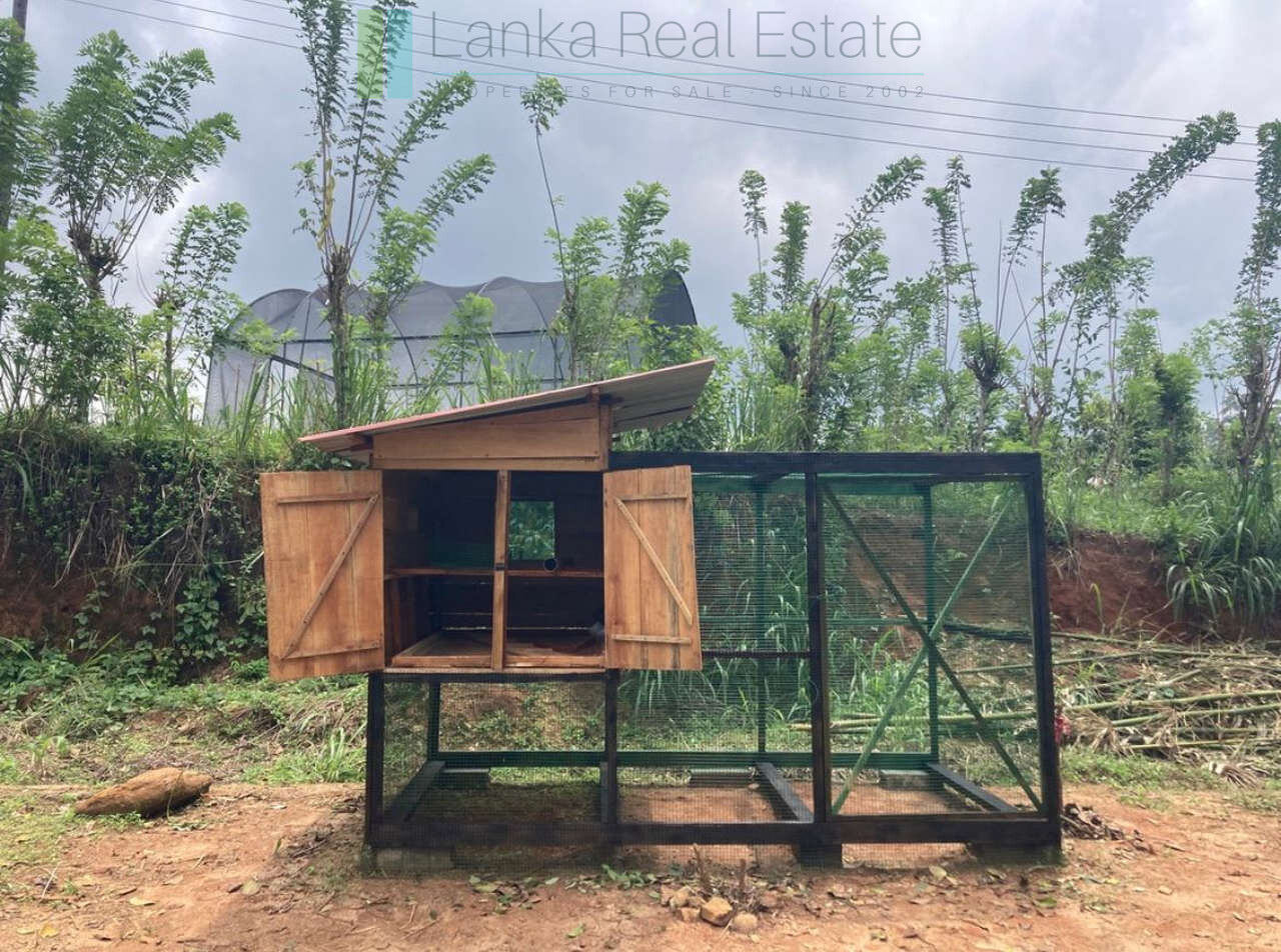 Working diversified plantation near Ulapane