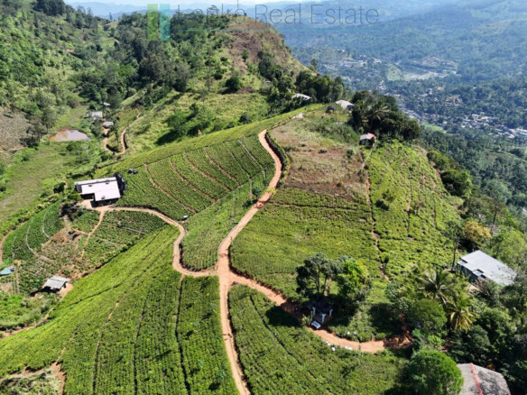 Working diversified plantation near Ulapane