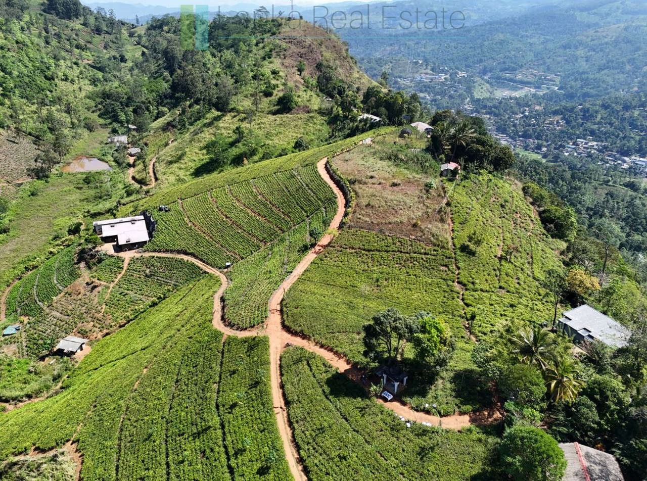 Working diversified plantation near Ulapane