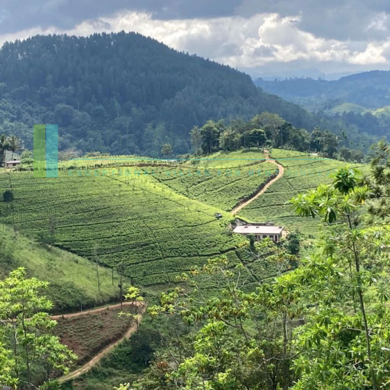 Working diversified plantation near Ulapane