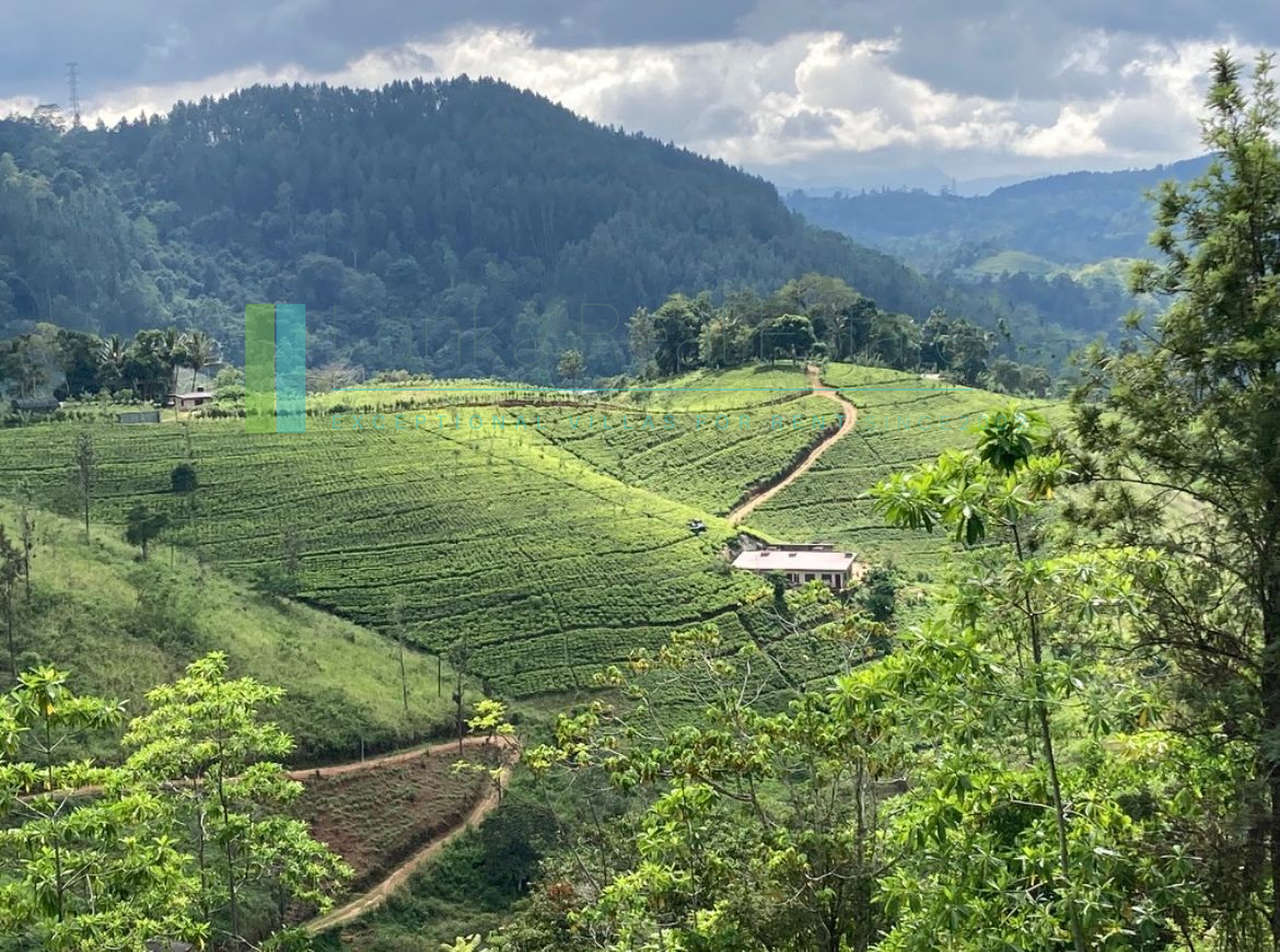 Working diversified plantation near Ulapane