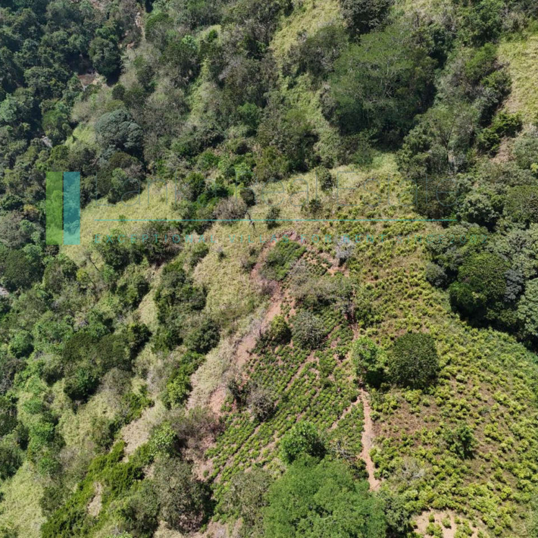 Working diversified plantation near Ulapane