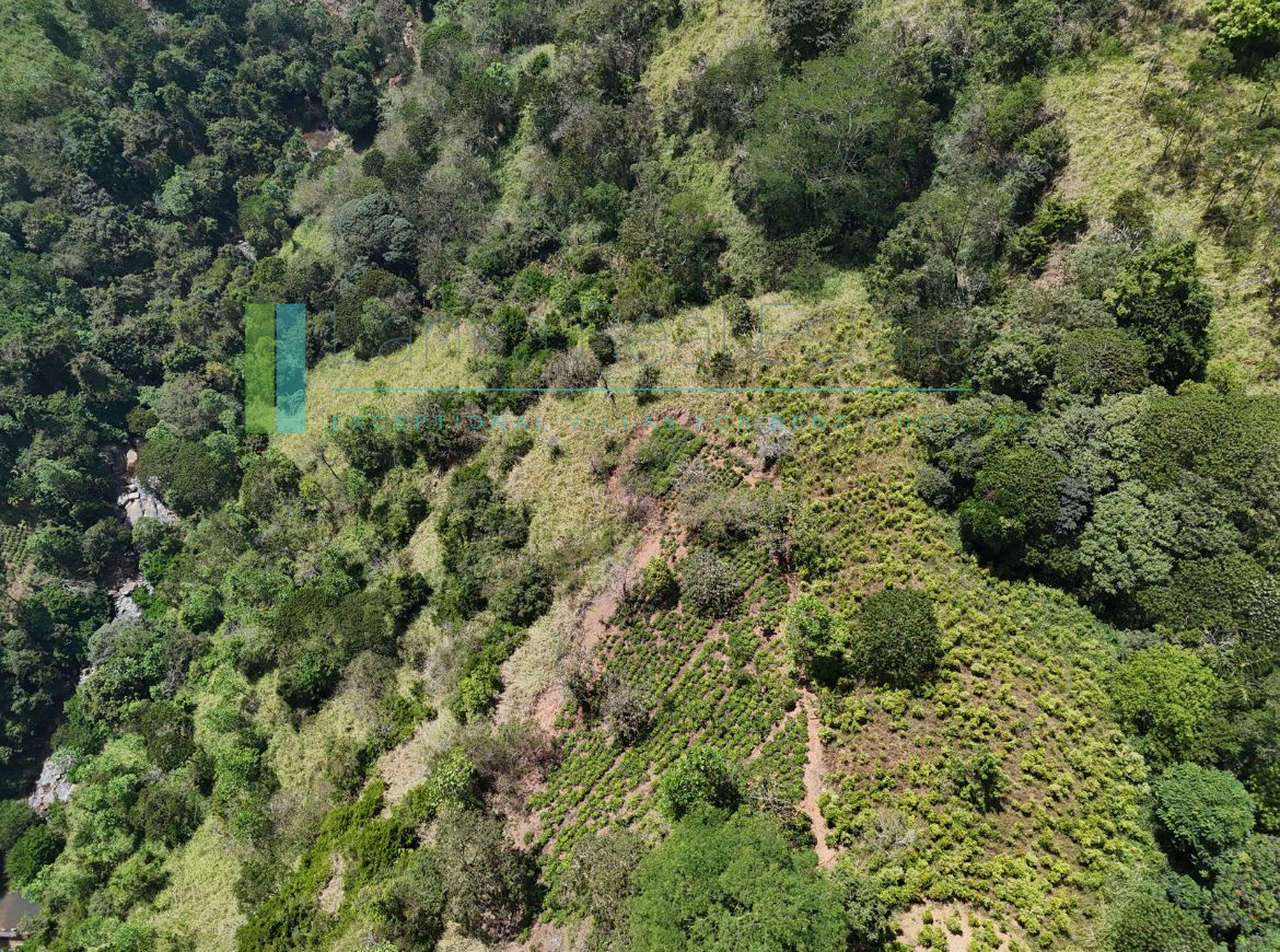 Working diversified plantation near Ulapane