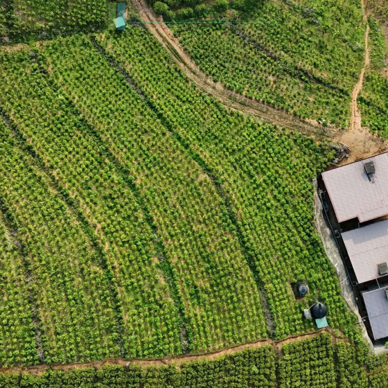 Working diversified plantation near Ulapane
