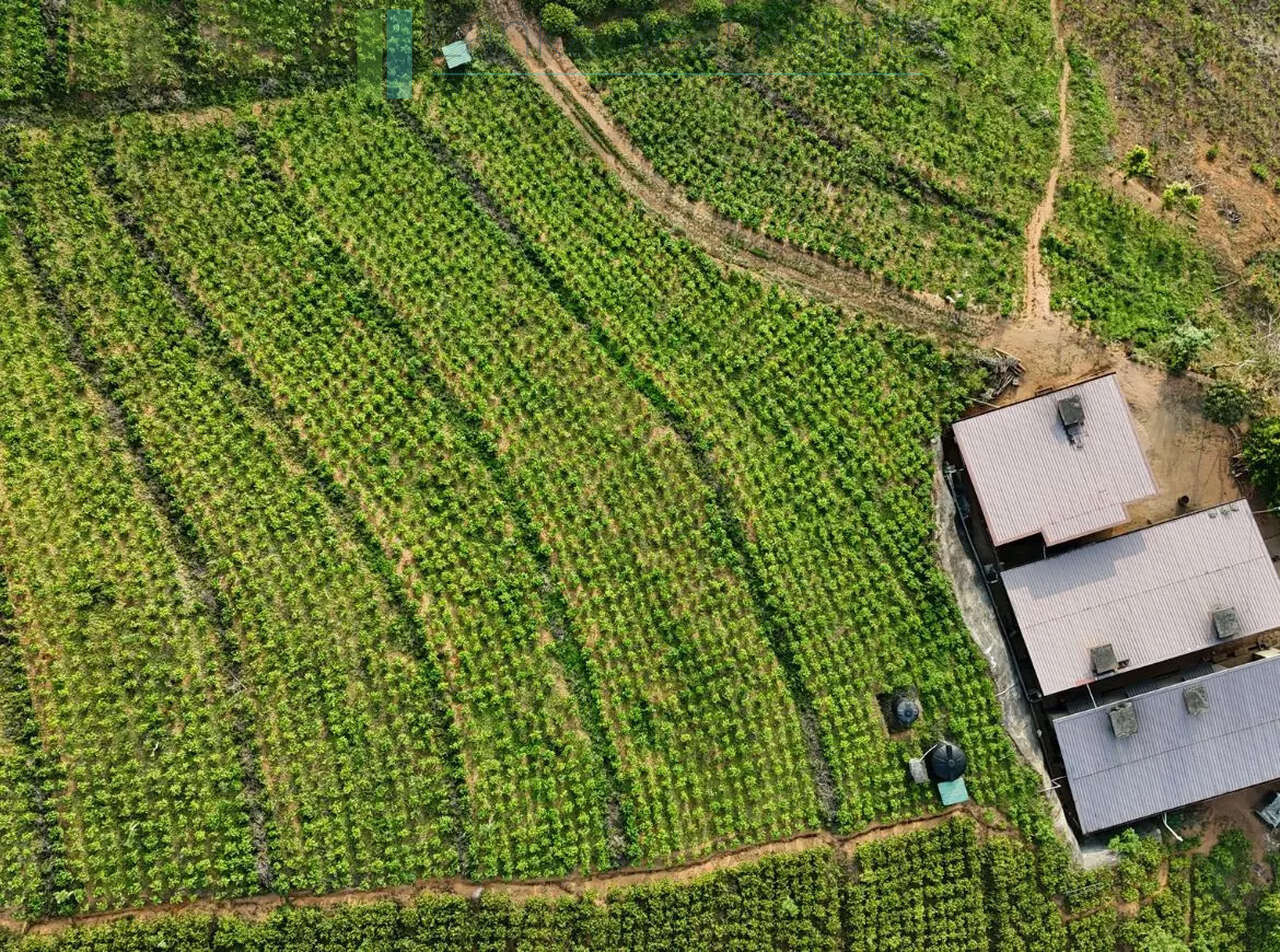 Working diversified plantation near Ulapane