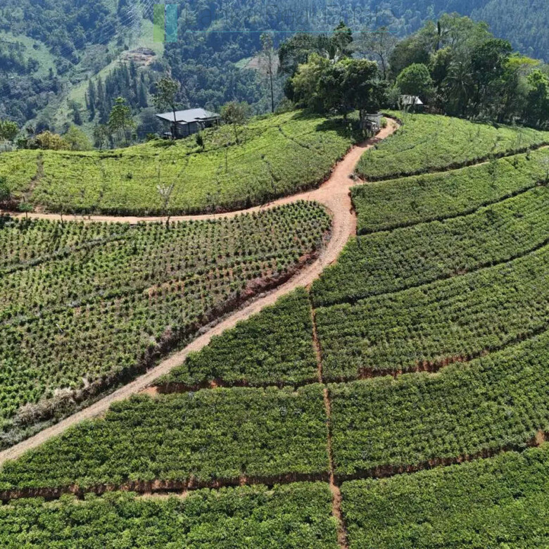 Working diversified plantation near Ulapane