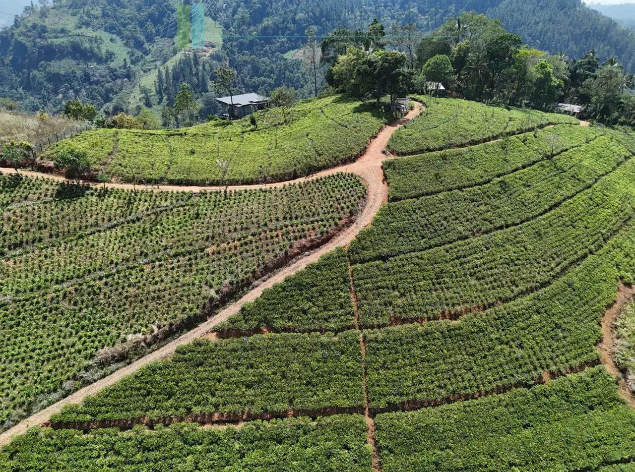 Working diversified plantation near Ulapane