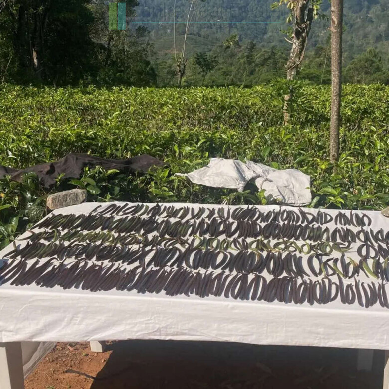 Working diversified plantation near Ulapane