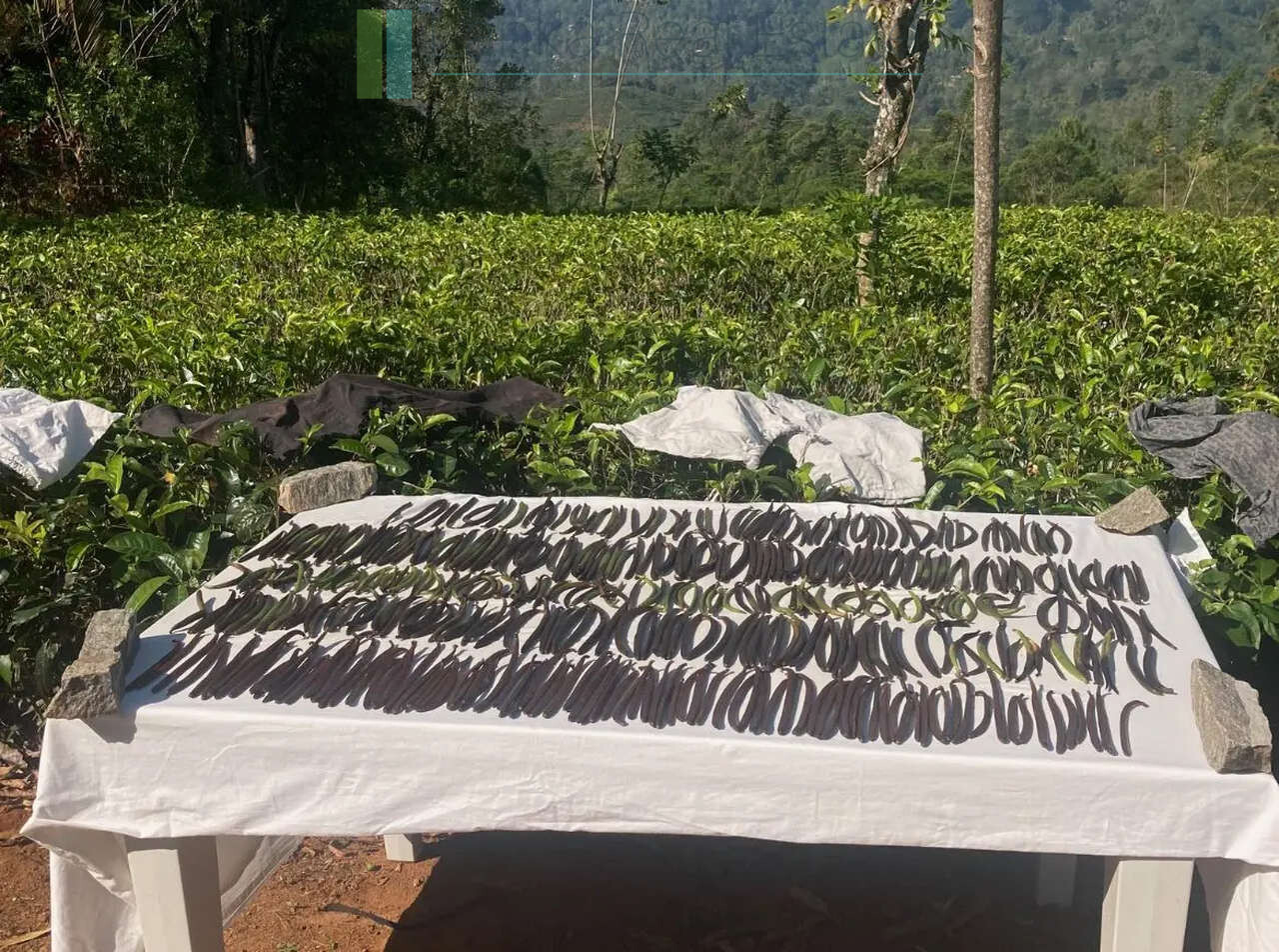 Working diversified plantation near Ulapane
