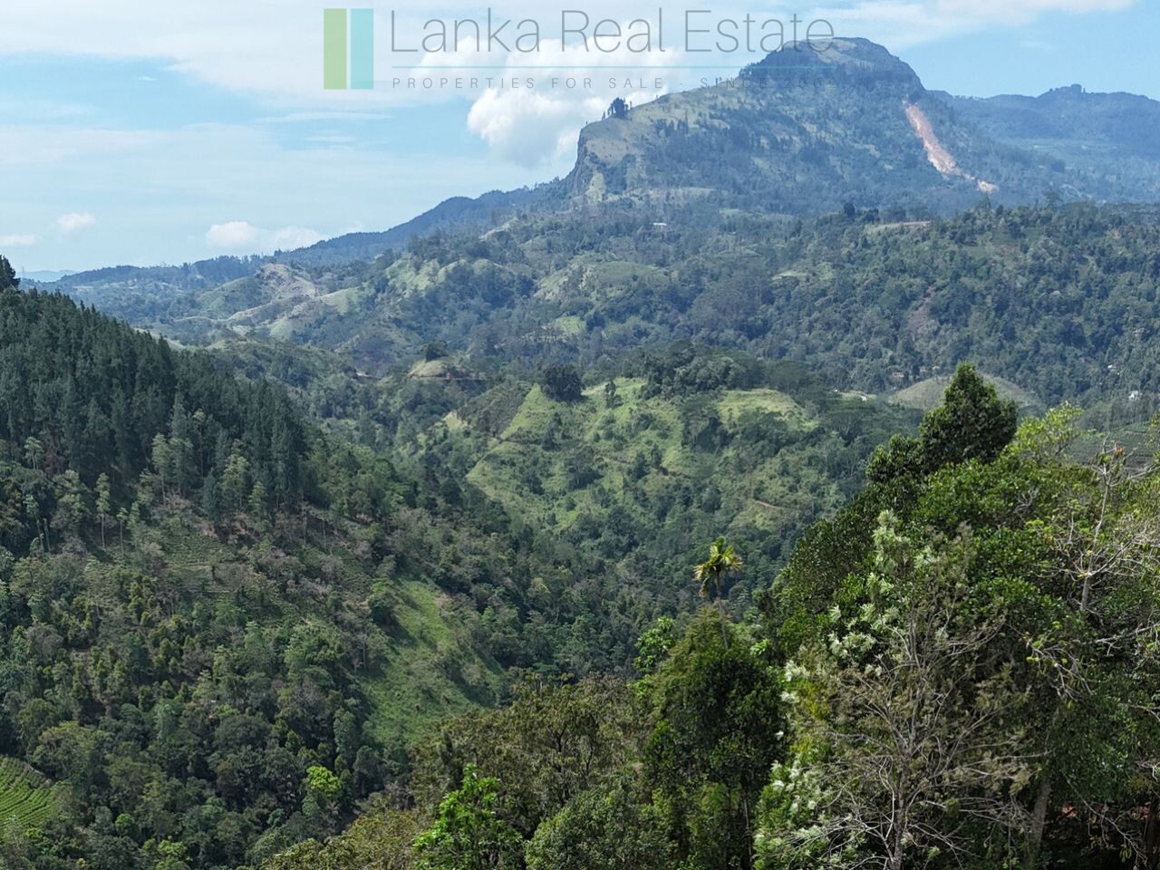Working diversified plantation near Ulapane