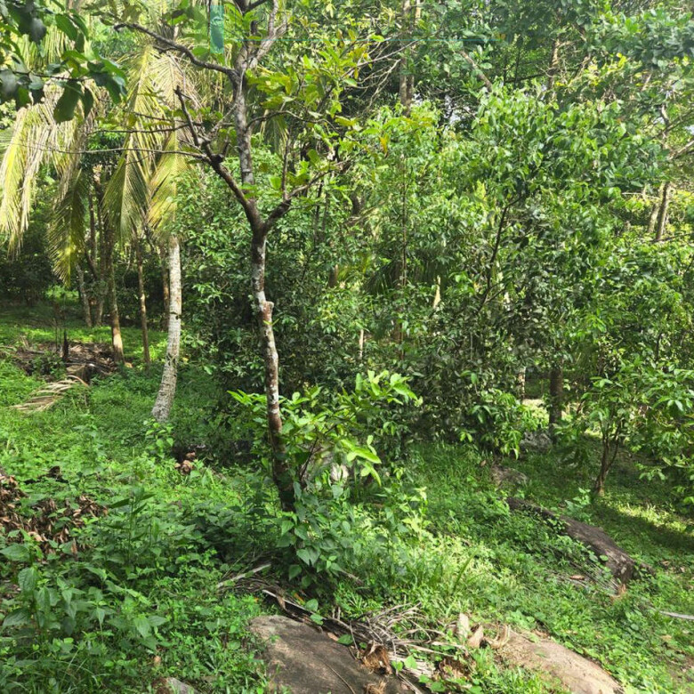 Seaview hilltop near Habaraduwa