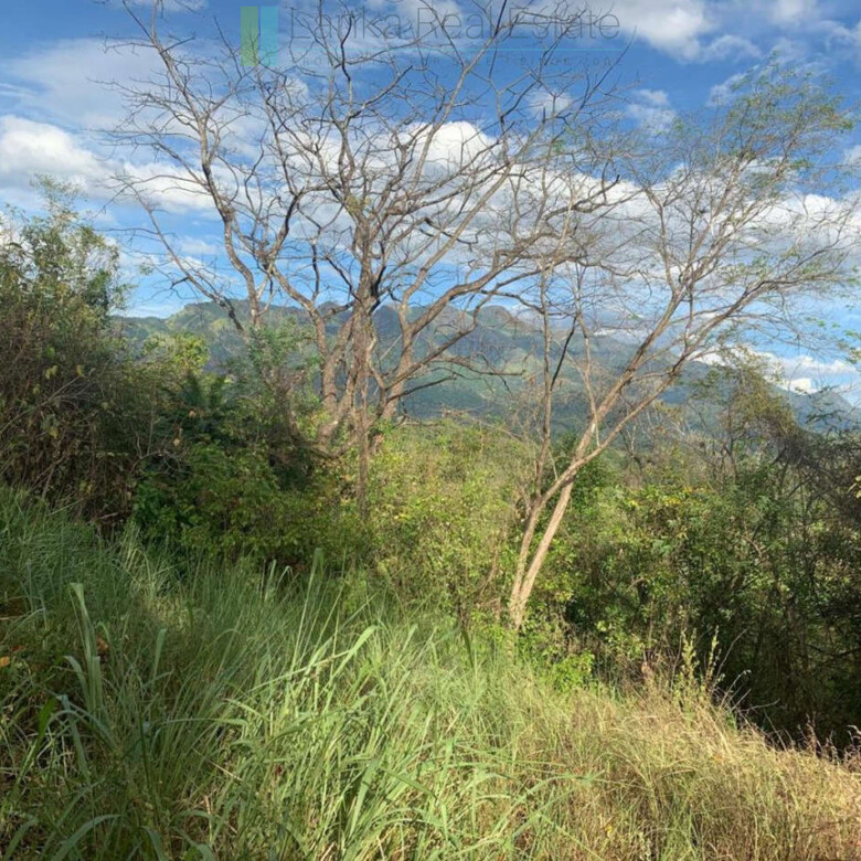 Fourteen pristine acres on Loggal Lake