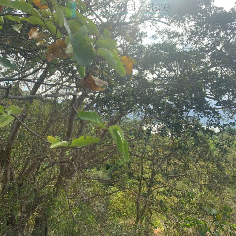 Fourteen pristine acres on Loggal Lake