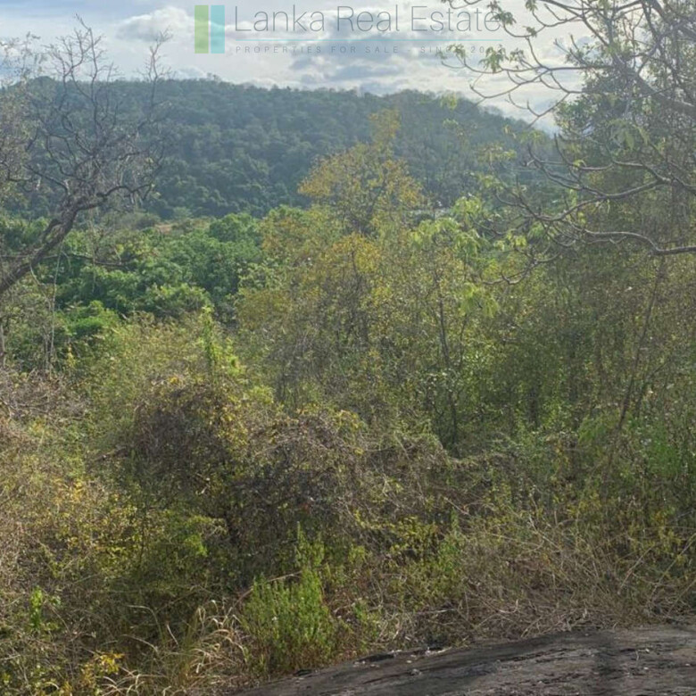 Fourteen pristine acres on Loggal Lake
