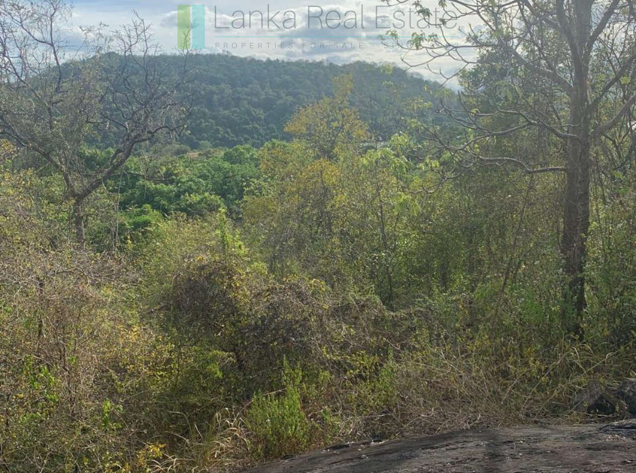 Fourteen pristine acres on Loggal Lake