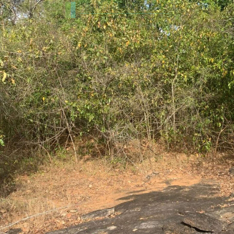 Fourteen pristine acres on Loggal Lake